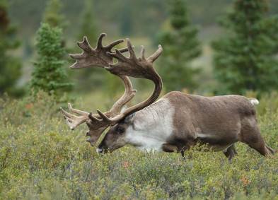 Geospatial Systems | Environmental | CCI Inc