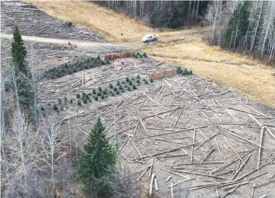 Sustainable Landscape Environmental Services | Environmental | CCI Inc